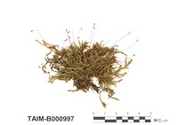 藏品(歐腐木苔)的圖片